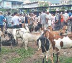 काठमाडौं उपत्यकामा आजदेखि खसीबोकाको स्वास्थ्य परीक्षण हुने