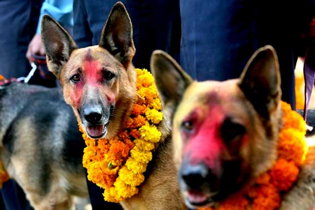 सहरमा रहर, गाउँमा गोठालाका भर