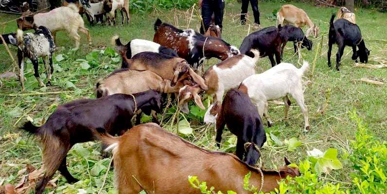 नुवाकोट र रसुवामा पीपीआर खोप अभियान:तीन लाख भेडाबाख्रालाई खोप लगाइने