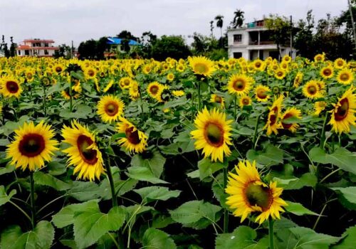 भरतपुरमा व्यावसायिक सूर्यमुखी खेती,आन्तरिक पर्यटकको आकर्षण