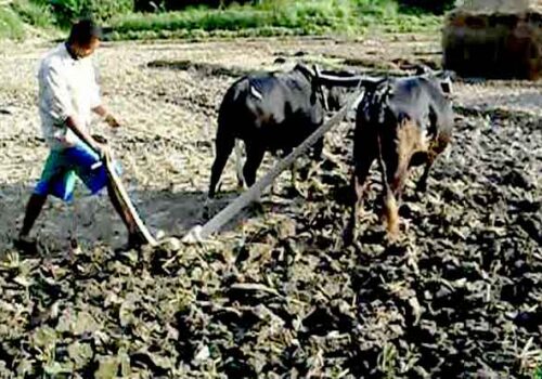 हलगोरु पाल्ने किसानलाई पोषणभत्ता प्रदान