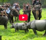 नेपालको सबैभन्दा पहिलो तथा सबैभन्दा पुरानो राष्ट्रिय निकुञ्ज चितवन राष्ट्रिय निकुञ्ज घुम्दा (भिडियो)